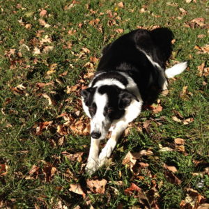 Riley, the awesome Border Collie