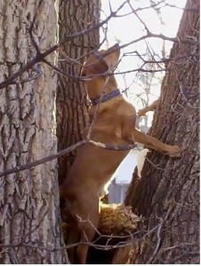 Mack Climbing Trees!