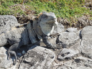 Lots of lizards!!