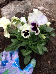 The new pansies!