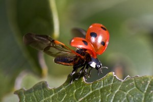 ladybug-743562_640