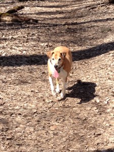 Happy Echo dog!